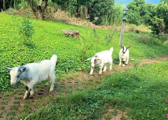 Kirin Farm