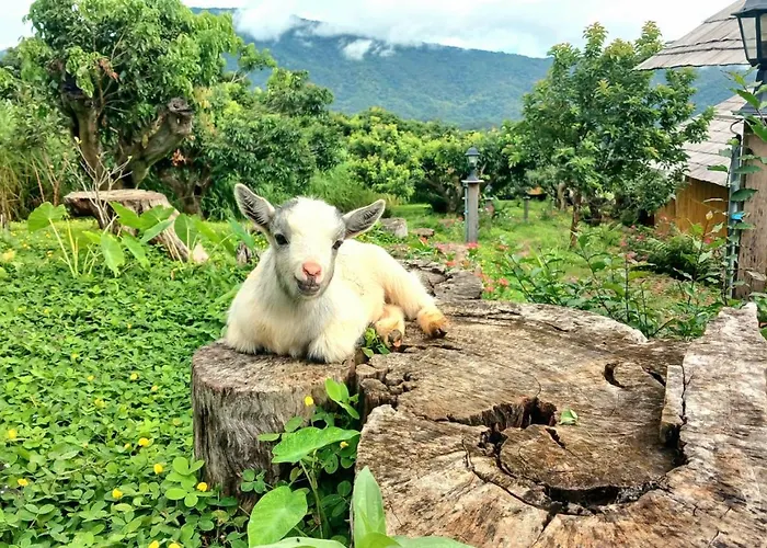 Kirin Farm