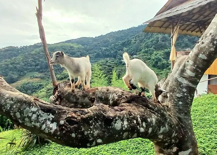 Kirin Farm
